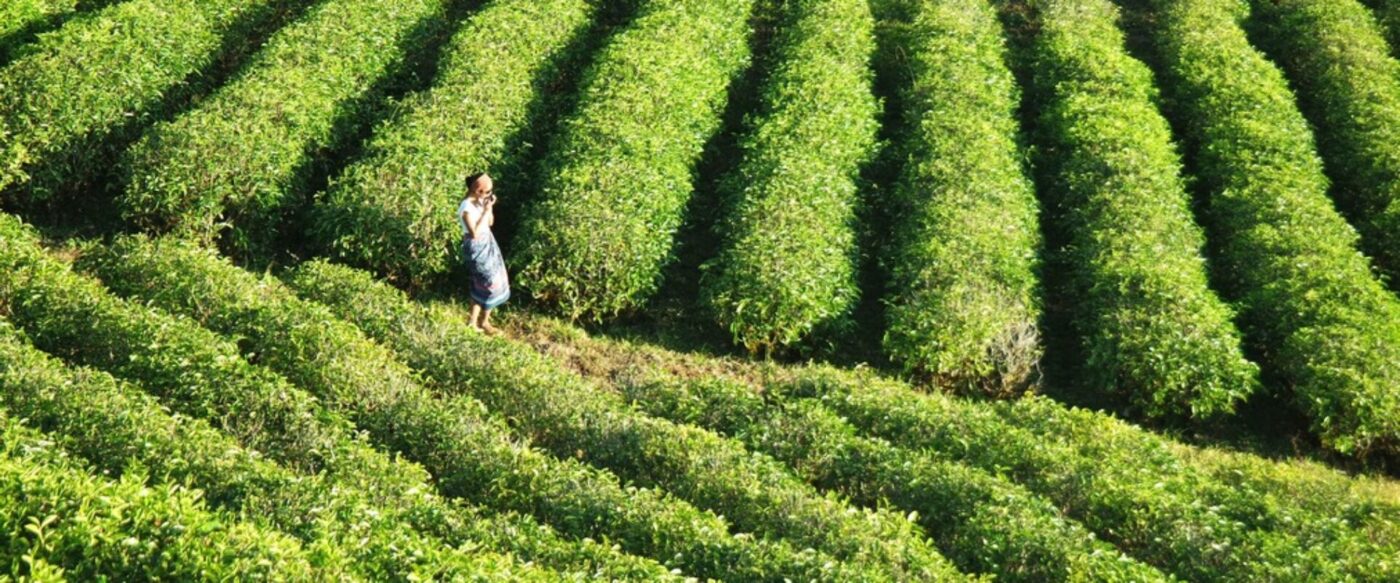 cropped-Hamparan_kebun_teh_di_kawasan_Malino_yang_sangat_sejuk_dan_asri.jpg